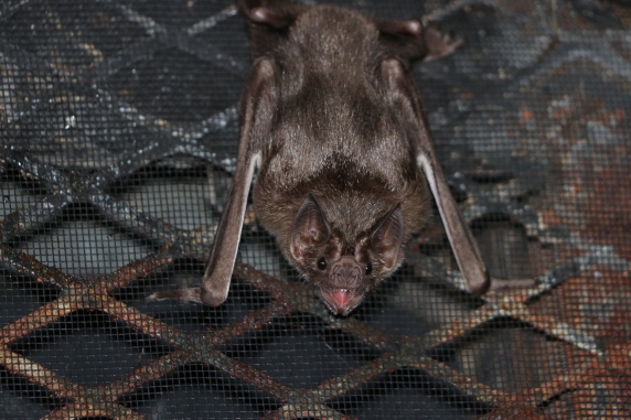 captive vampire bat