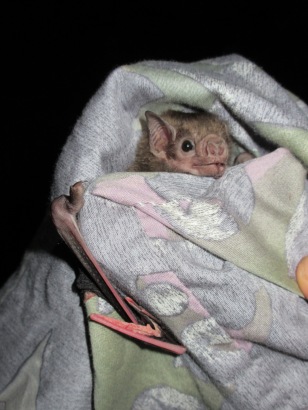 white-winged vampire bat